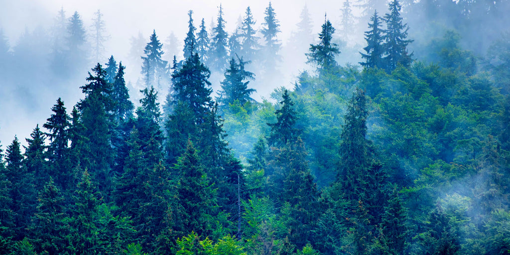 image of a pan of an evergreen forest in dense fog