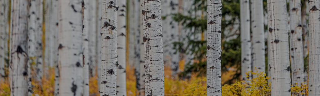 close up image of tall and thin birch trees with white bark and bright yellow dried leaves near the roots
