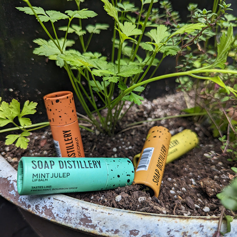 image of mint julep, mango coconut, the bees knees, and pineapple ginger lip balms sticking out of soil as the tubes are compostable