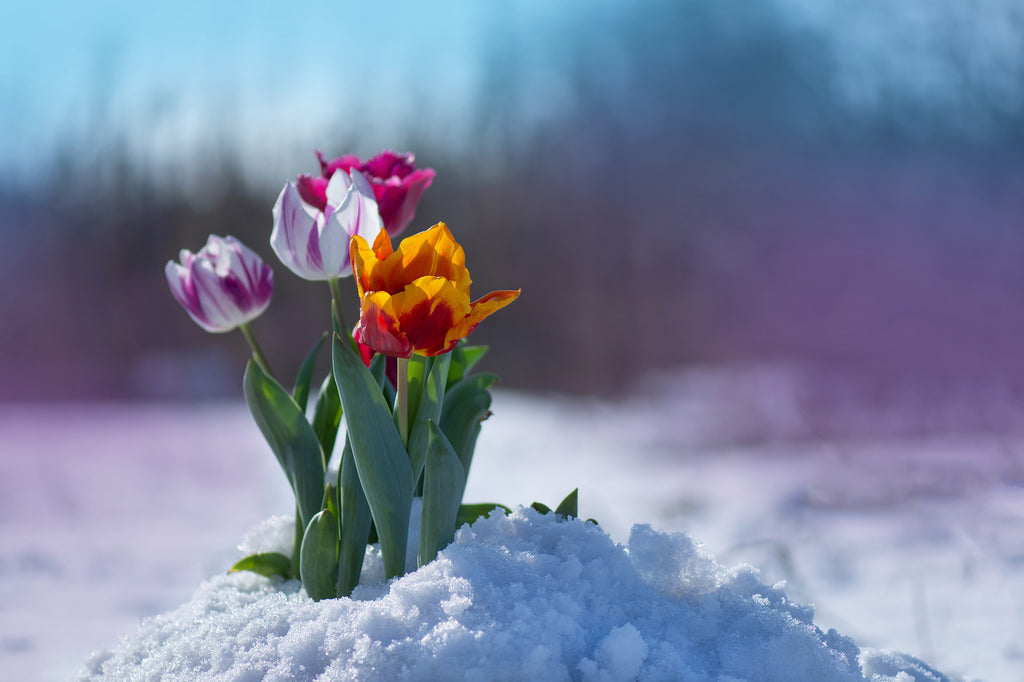 tulips blooming and popping up out of a pile of snow