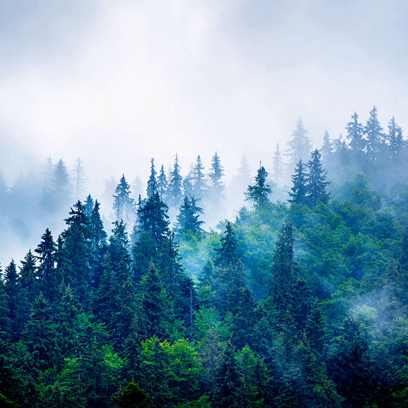 image of a pan out shot of a dense evergreen forest in the fog