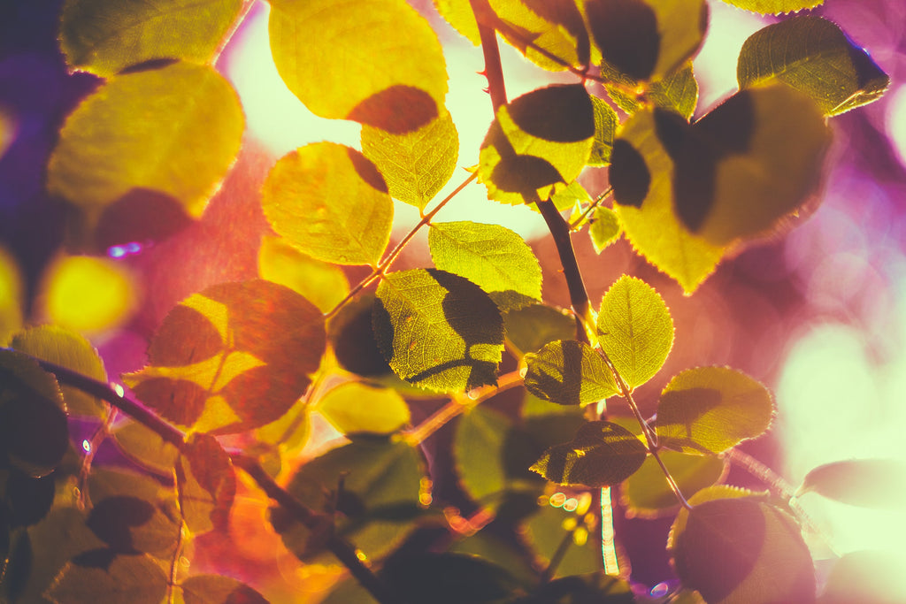 Behind the Scents: August Edition