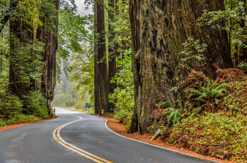 highway in a sequoia forest after a rain