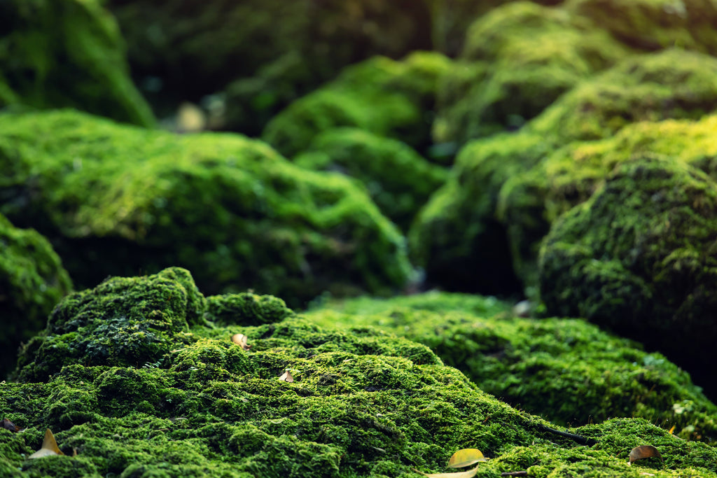 Beautiful Bright Green moss grown up cover the rough stones and on the floor in the forest. Show with macro view. Rocks full of the moss texture in nature.