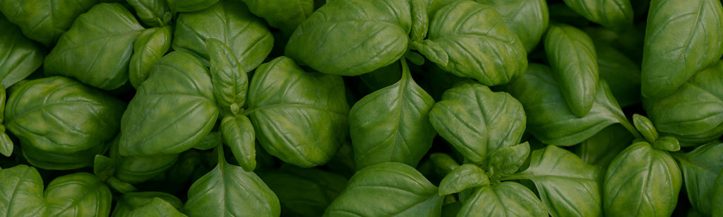 Behind the Scents: July Edition