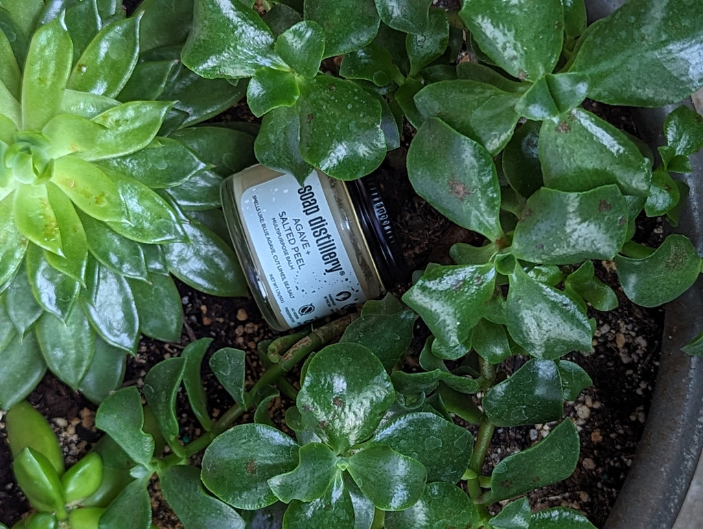 image of our agave + salted peel multipurpose balm sitting in a succulent plant pot