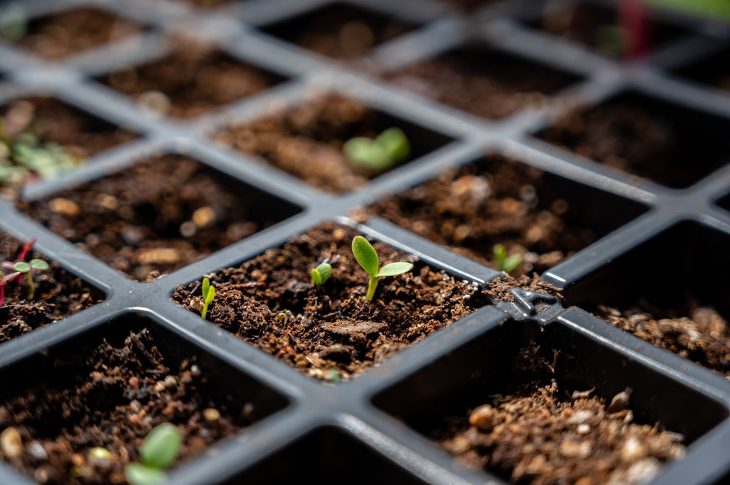 A single sprout in a black plastic grid of a peat moss seed starting tray