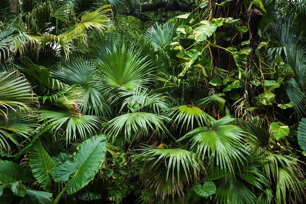 dense palm leaves bathed in sunlight