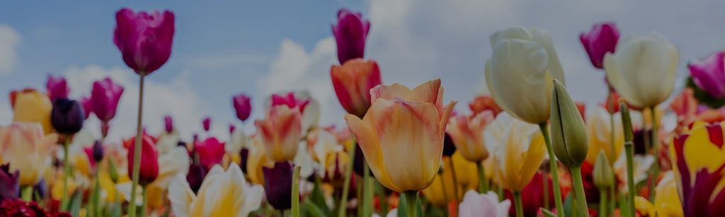 image of tulip flowers growing in a field full of different colored flowers, mainly white, pink, yellow, and peach