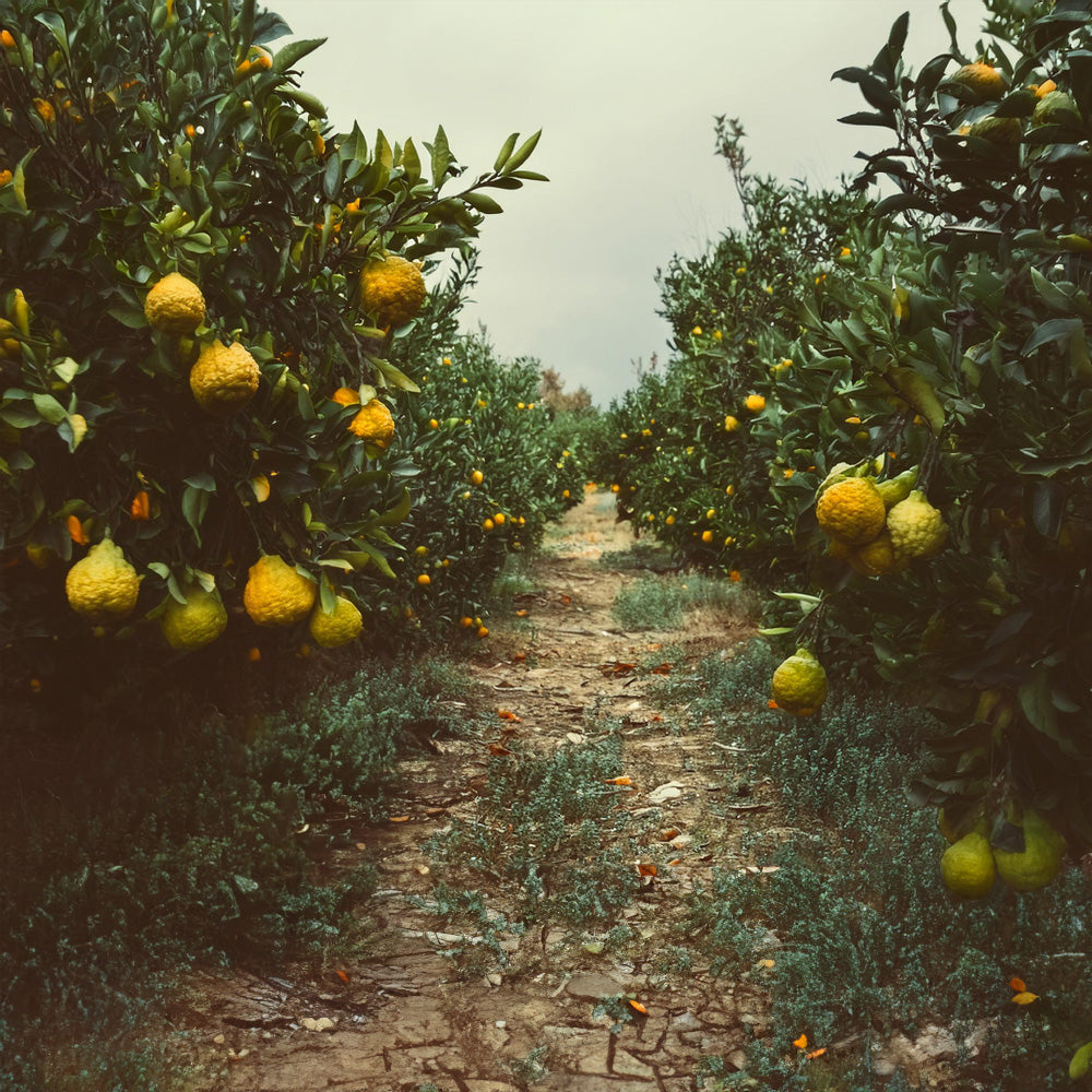 bergamot orchard on a cloudy day with a sepia tone