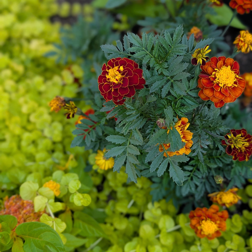Close-up of marigold flowers with green leaves on a blurred natural background