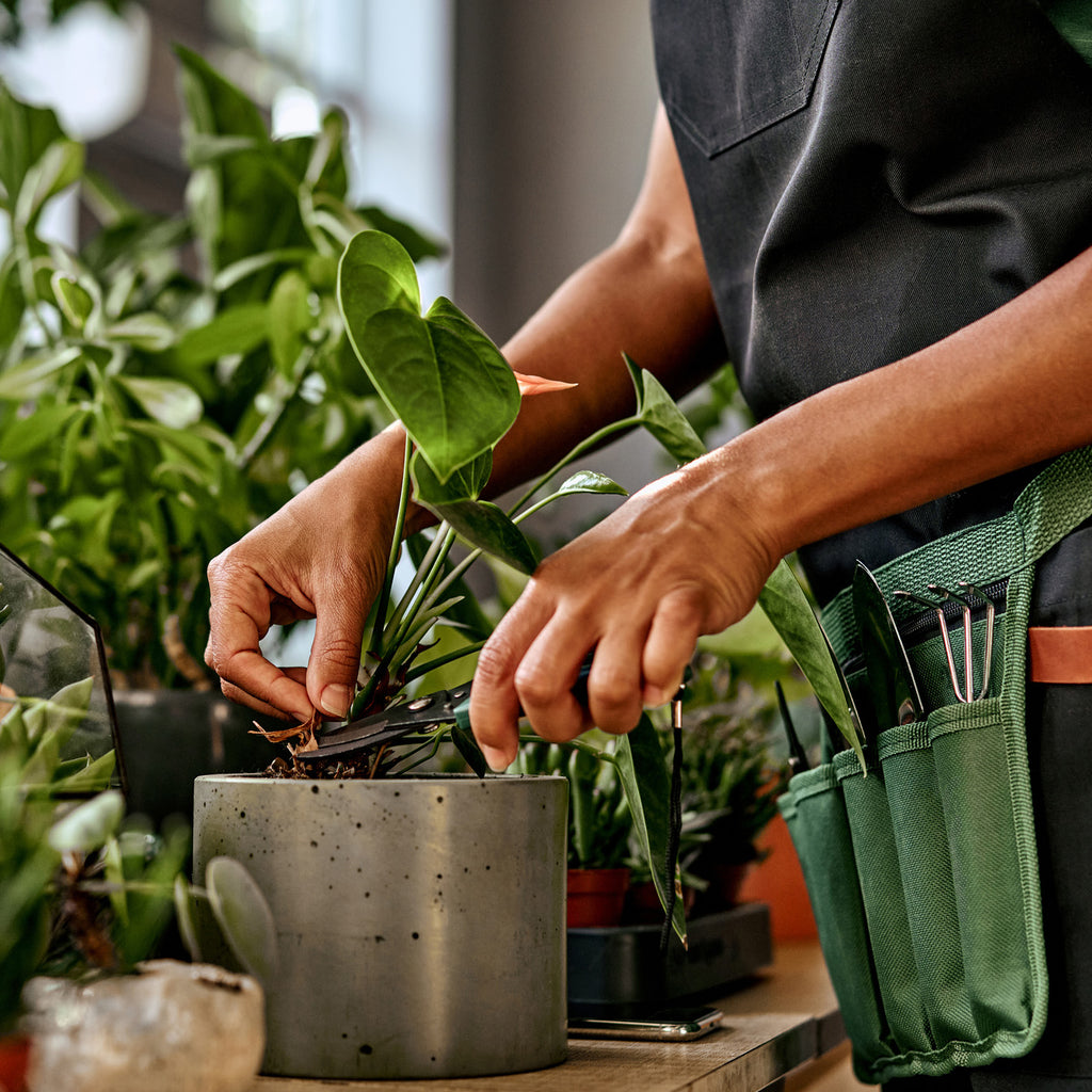 woman with plant shears tending to a houseplant  near a bright window