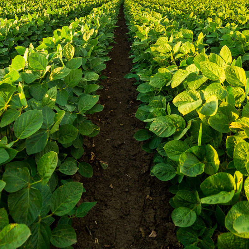 image of crops growing in a field