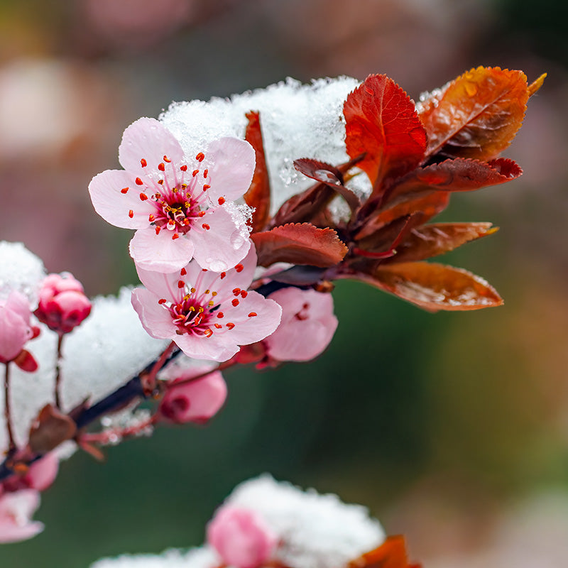 close up of a branch of  cherry blossoms blooming out of snow